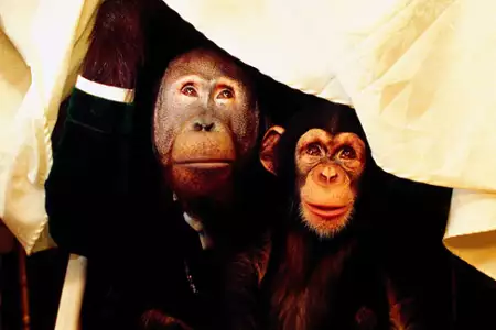 Babe - świnka w mieście - galeria zdjęć - filmweb