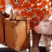 Babe - świnka w mieście - galeria zdjęć - filmweb