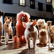 Babe - świnka w mieście - galeria zdjęć - filmweb