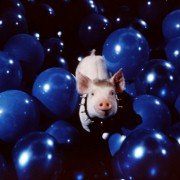 Babe: Pig in the City - galeria zdjęć - filmweb