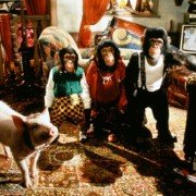 Babe: Pig in the City - galeria zdjęć - filmweb