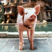 Babe: Pig in the City - galeria zdjęć - filmweb