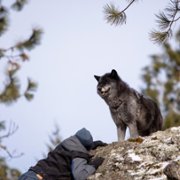 Daughter of the Wolf - galeria zdjęć - filmweb