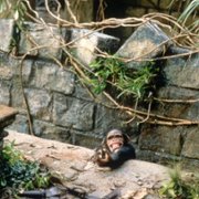 Second Jungle Book: Mowgli & Baloo - galeria zdjęć - filmweb
