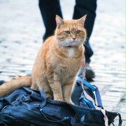 A Street Cat Named Bob - galeria zdjęć - filmweb