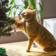 A Street Cat Named Bob - galeria zdjęć - filmweb