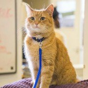A Street Cat Named Bob - galeria zdjęć - filmweb