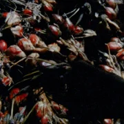 Gdy powieje harmattan - galeria zdjęć - filmweb