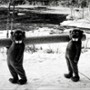 Setki bobrów - galeria zdjęć