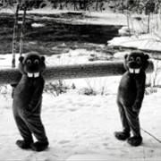 Setki bobrów - galeria zdjęć - filmweb