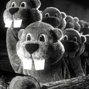 Setki bobrów - galeria zdjęć - filmweb