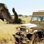 Safari - galeria zdjęć - filmweb