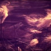 The Sound of Insects – Record of a Mummy - galeria zdjęć - filmweb