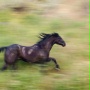 Flicka - galeria zdjęć