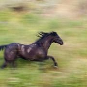 Flicka - galeria zdjęć - filmweb