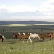 Flicka - galeria zdjęć - filmweb