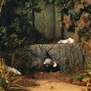 Myši patří do nebe - galeria zdjęć - filmweb