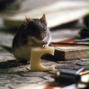 Polowanie na mysz - galeria zdjęć - filmweb