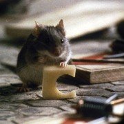 Mousehunt - galeria zdjęć - filmweb