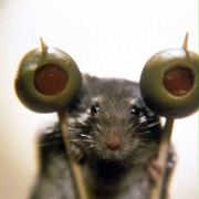 Mousehunt - galeria zdjęć - filmweb