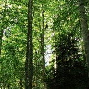 Bal - galeria zdjęć - filmweb