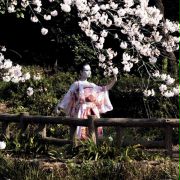Hanami - Kwiat wiśni - galeria zdjęć - filmweb