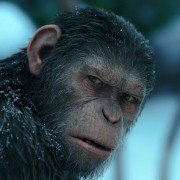 War for the Planet of the Apes - galeria zdjęć - filmweb