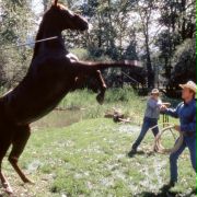 Zaklinacz koni - galeria zdjęć - filmweb