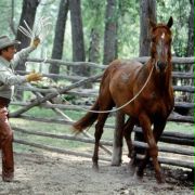 The Horse Whisperer - galeria zdjęć - filmweb