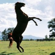 The Horse Whisperer - galeria zdjęć - filmweb