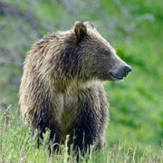 Born in the Rockies - galeria zdjęć - filmweb