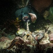My Octopus Teacher - galeria zdjęć - filmweb