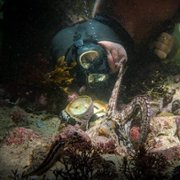 My Octopus Teacher - galeria zdjęć - filmweb