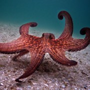 My Octopus Teacher - galeria zdjęć - filmweb