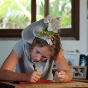Izzy w świecie koali - galeria zdjęć - filmweb