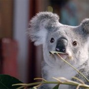 Izzy w świecie koali - galeria zdjęć - filmweb