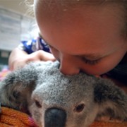 Izzy's Koala World - galeria zdjęć - filmweb