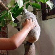 Izzy w świecie koali - galeria zdjęć - filmweb