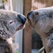 Izzy w świecie koali - galeria zdjęć - filmweb