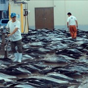Ciemne strony rybołówstwa - galeria zdjęć - filmweb