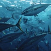 Seaspiracy - galeria zdjęć - filmweb