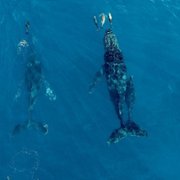 Seaspiracy - galeria zdjęć - filmweb