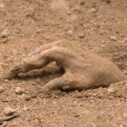 The Burrowers - galeria zdjęć - filmweb