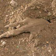 The Burrowers - galeria zdjęć - filmweb