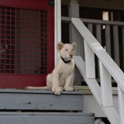 Lena and Snowball - galeria zdjęć - filmweb