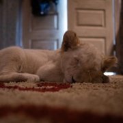 Lena and Snowball - galeria zdjęć - filmweb