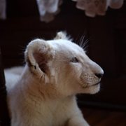 Lena and Snowball - galeria zdjęć - filmweb