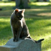 Nine Lives - galeria zdjęć - filmweb