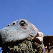 The Flintstones - galeria zdjęć - filmweb