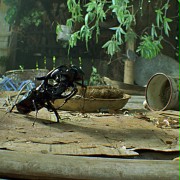 Bugs - galeria zdjęć - filmweb